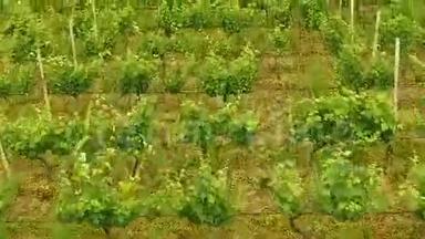 种植葡萄、酿<strong>酒业</strong>、民间工艺、格鲁吉亚农业的田地